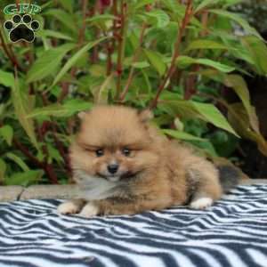 Tamara, Pomeranian Puppy